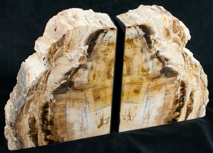 Oregon Petrified Wood Bookends - Oak #9727